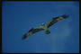 Плавный полёт ястреба, размах крыльев птицы достигает метра