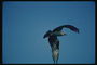 Фотография птицы при полёте с фигурным взмахом крыльев