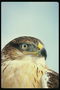 Falcon s svetlo rumene in rjave perje in oko