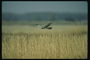 Низкий полёт над полями пшеницы в поиске птиц, живущих на земле