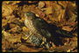 Слика од сокола ухваћен мала птица за вечеру
