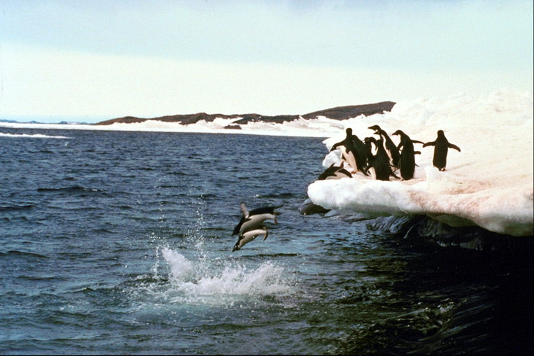 Grupa pingvīni lekt jūrā