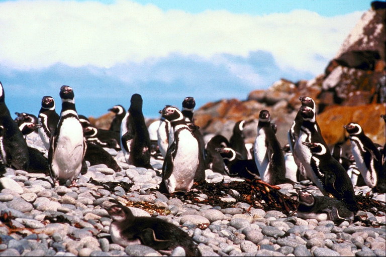 समुद्र तट पर पेंगुइन के समूह