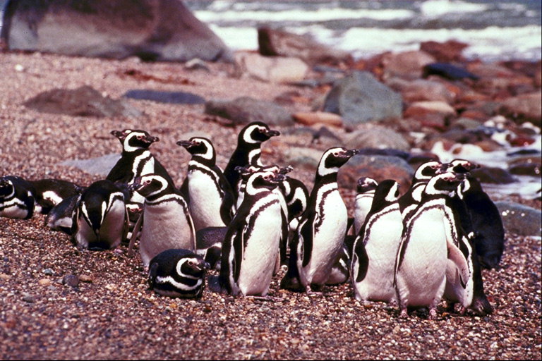 مجموعة من طيور البطريق في إجازة