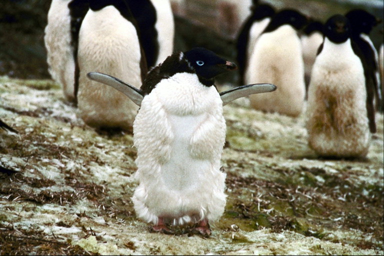 Пингвин делающий зарядку