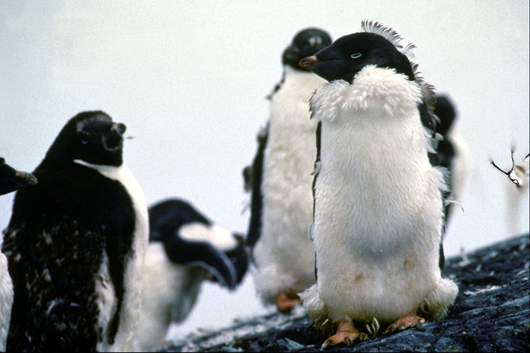 Glamorous pinguïn