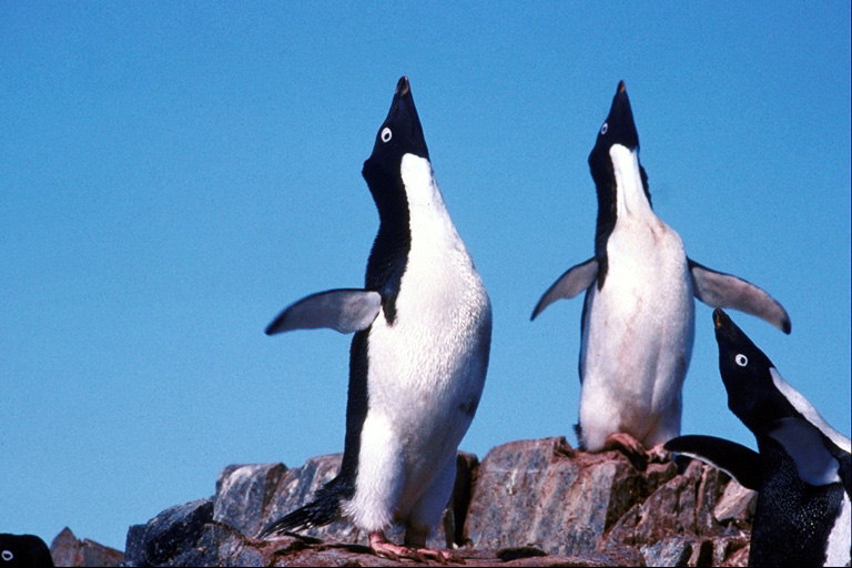Svadobné pieseň tučniakov