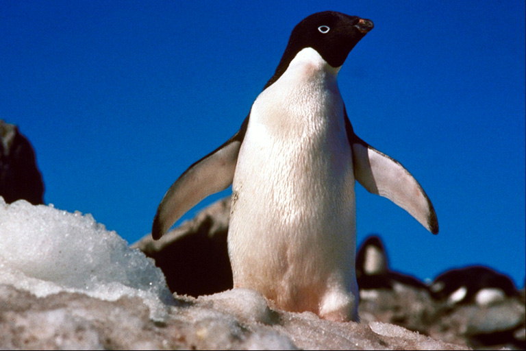 Pinguïn, in het kader van de ochtendzon