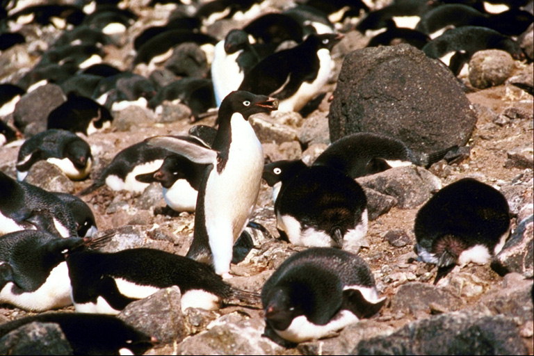 Pingvin na odmoru