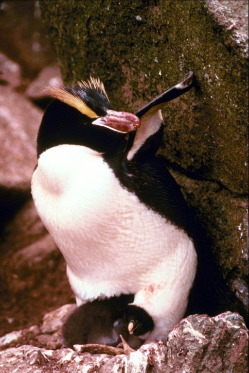 Penguin Jednolůžko