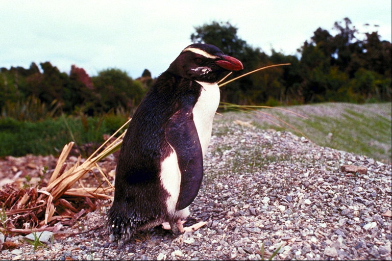 Penguin unico
