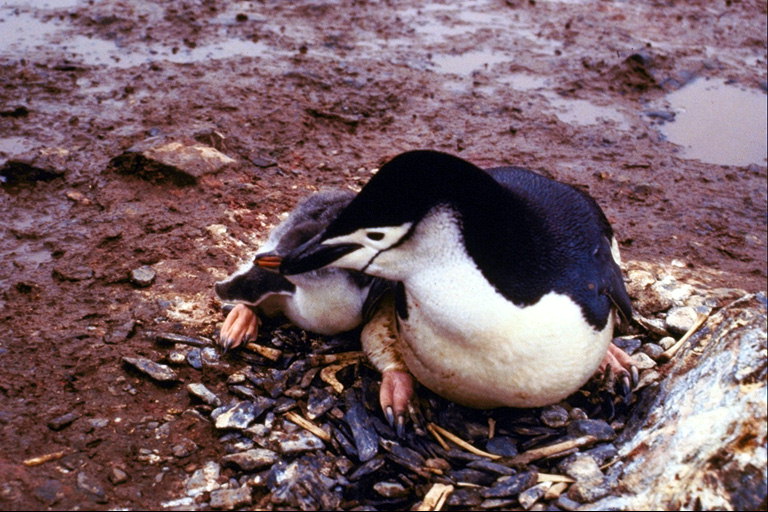 Penguins в гнездото