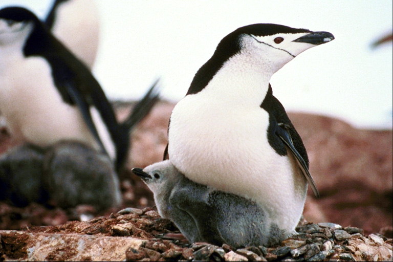 बच्चे के साथ पेंगुइन
