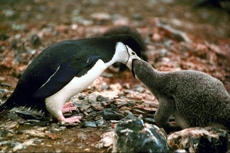 Пингвин кормилец