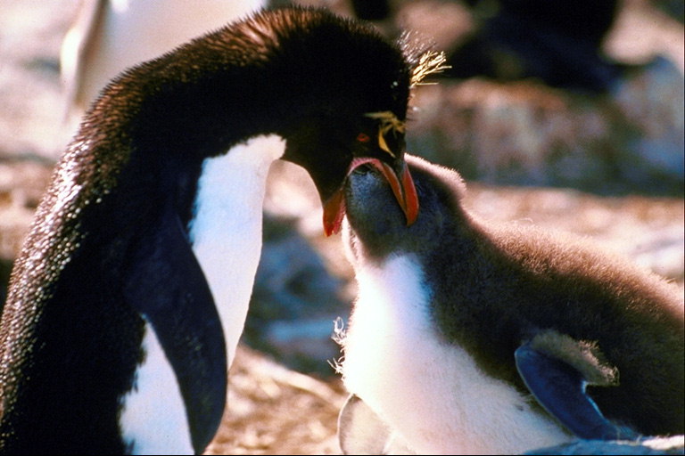 Pingüinos en el proceso de alimentación