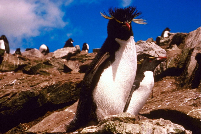 Penguin kohtaus