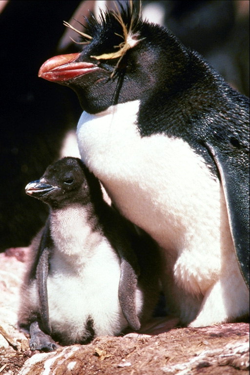 Pingüinos con pollitos