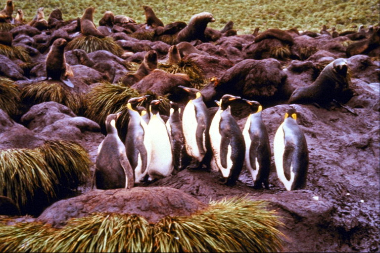 Pinguins op de bijeenkomst