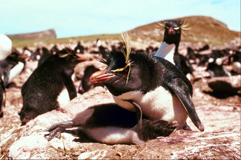Pinguine in der Erziehung von Kindern