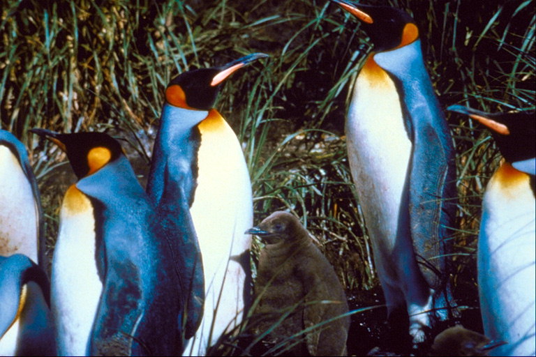Penguins ที่