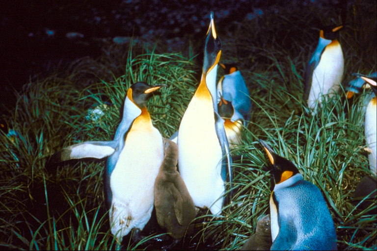 Penguins - ang pinaka-aawit