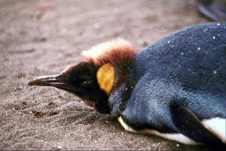 Penguin jednoposteľ