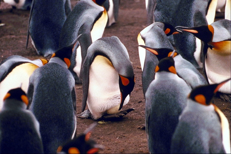 Pingwini-għodwa iċċarġjar
