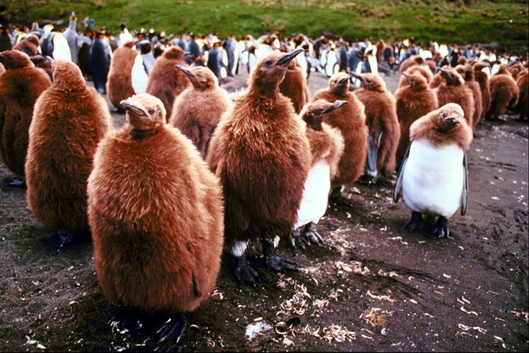 Odrasli pingvin piščancev