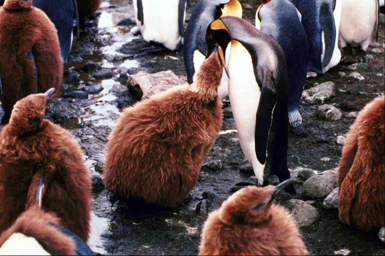 Pingvīni, pusdienas