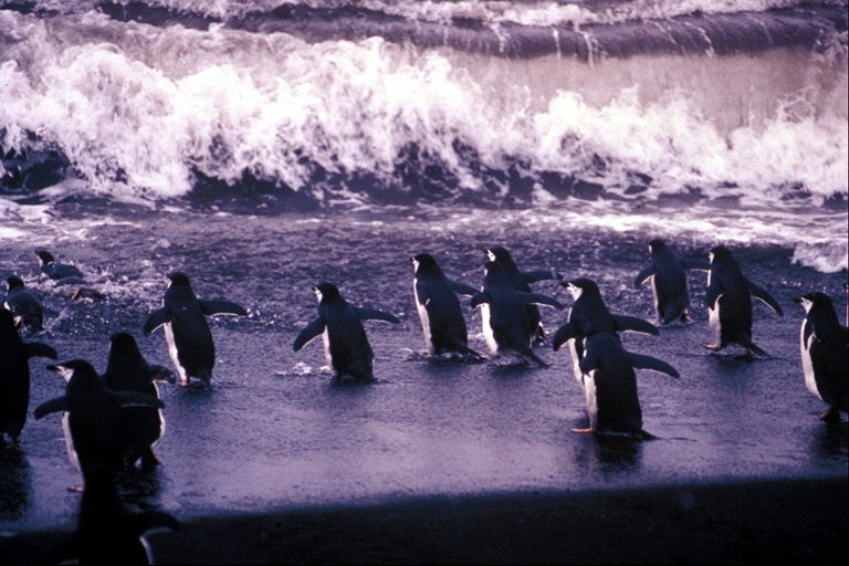 Pingüins-tratamento da auga