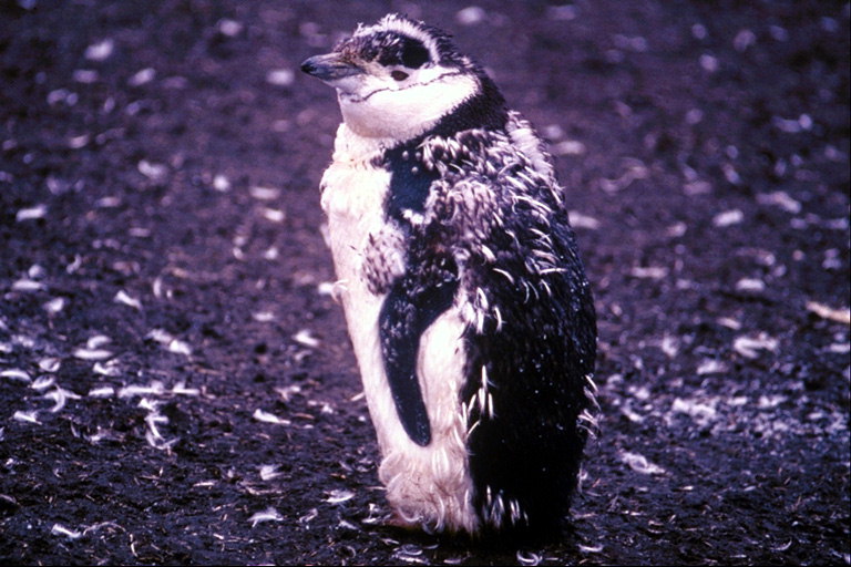 Penguin-nen