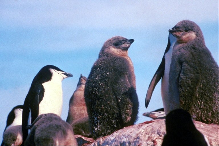 Penguins-stora och små