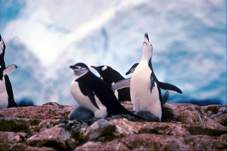 Pingvinek - Dalfesztiválon