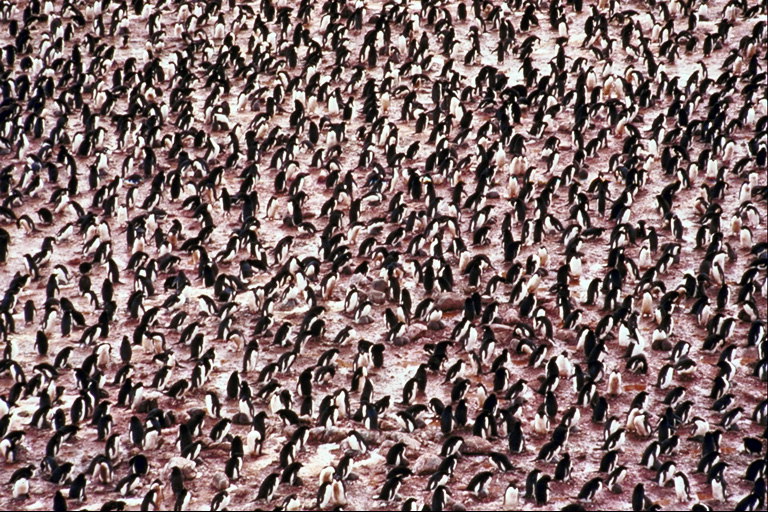 Massor av pingviner