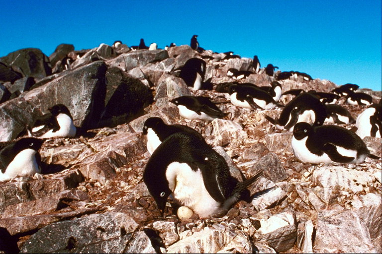 Pingviinit, kun inkubointi munat