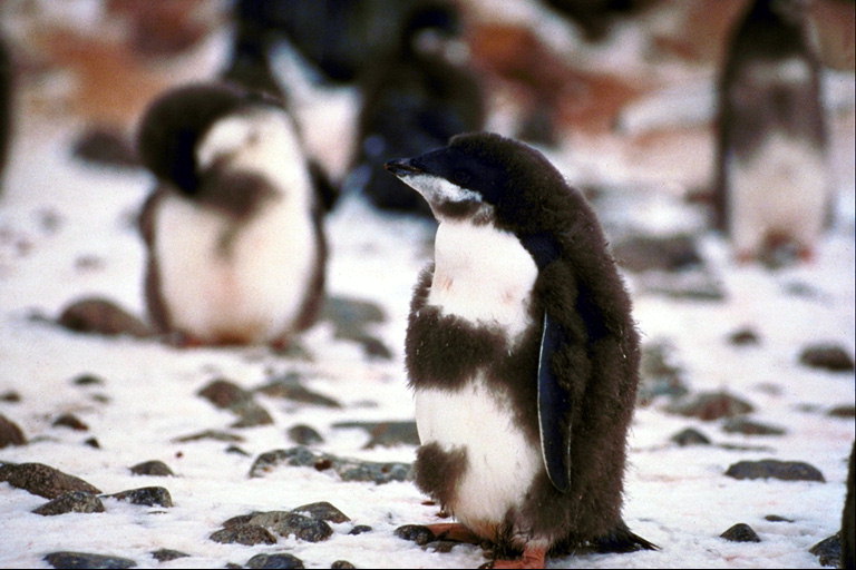 Pingwinów, pirmą žiemą