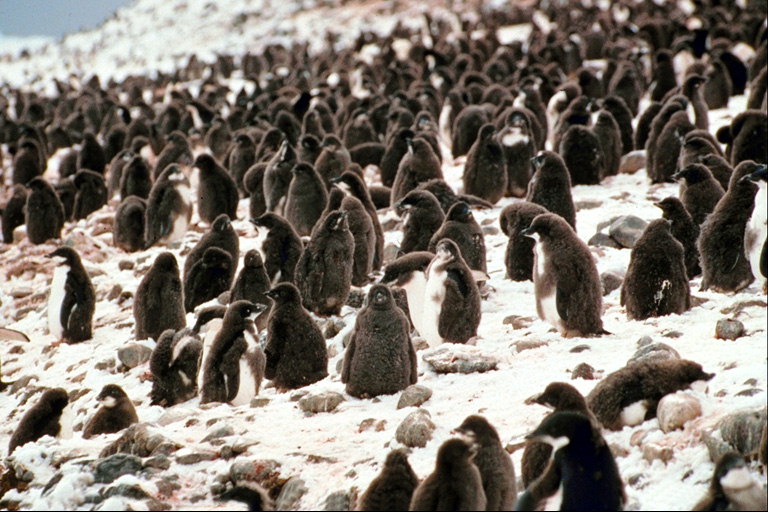 Pinguine sind immer zusammen