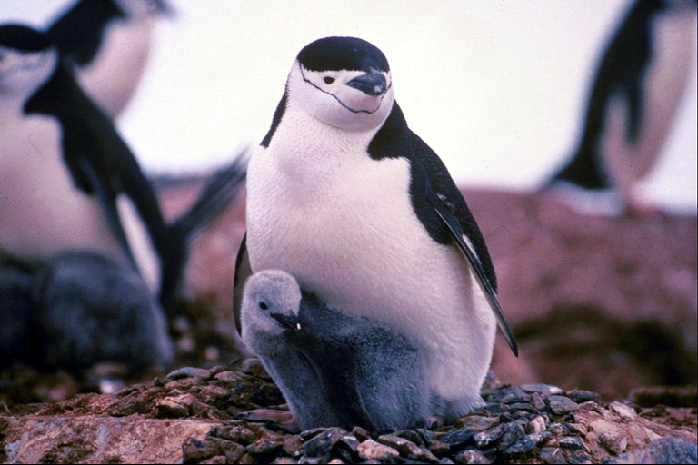 Pinguins, mãe próxima