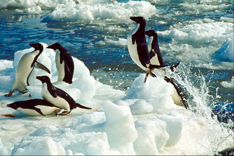 Pinguini di ritorno dalla caccia