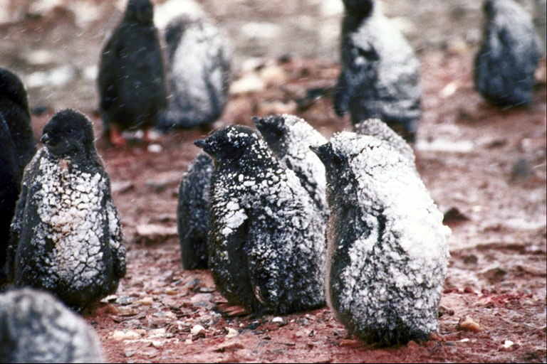 The young penguins, the first snow