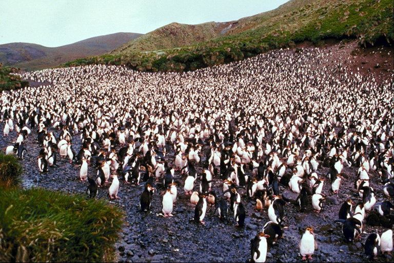 Pingwini, il-migrazzjoni
