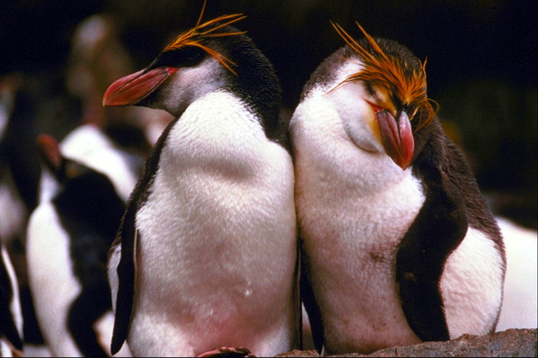 Pinguins, beleza