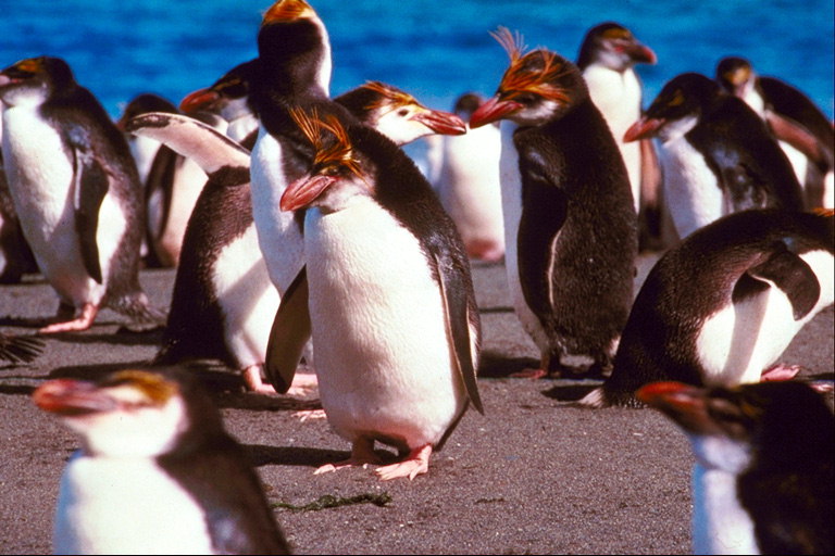 Pinguin im Urlaub