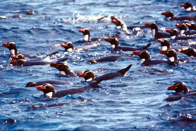 Pinguins flutuam sobre o mar