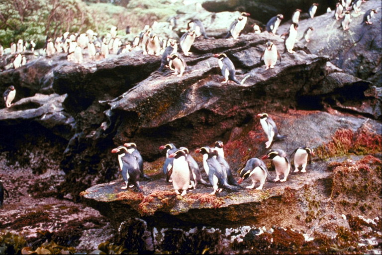 Penguins - tempat di bawah matahari