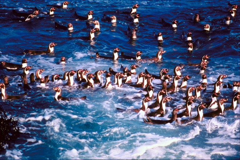 ペンギン-海で休暇を過ごす