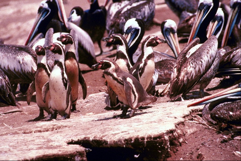 Penguins - một số chưa chặt chẽ