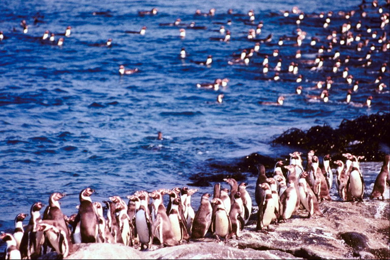 Pingvīni - peldēšanā, kas stāv rindā