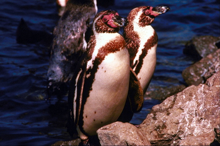 Penguins-sammen for evigt