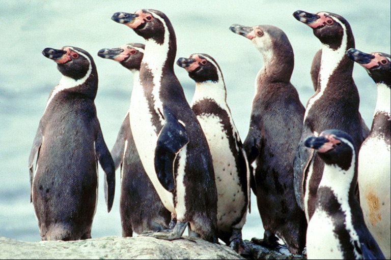 Pingvīni - mūsu draudzīga ģimene